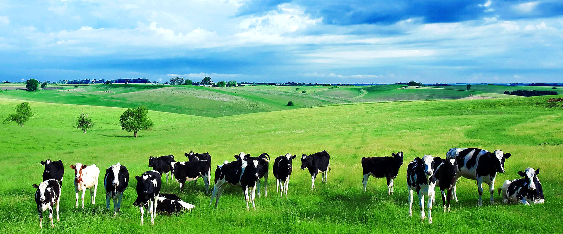 穩(wěn)定的奶源